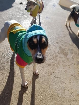 Pepito, el más chulo del barrio 😎👌🐕