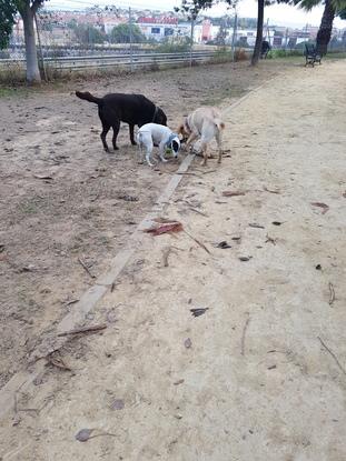 Tonia con sus amigos, una de ellas la que también paseo cuando lo necesitan.