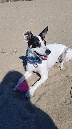 Adoro la playa y mi pelota!!