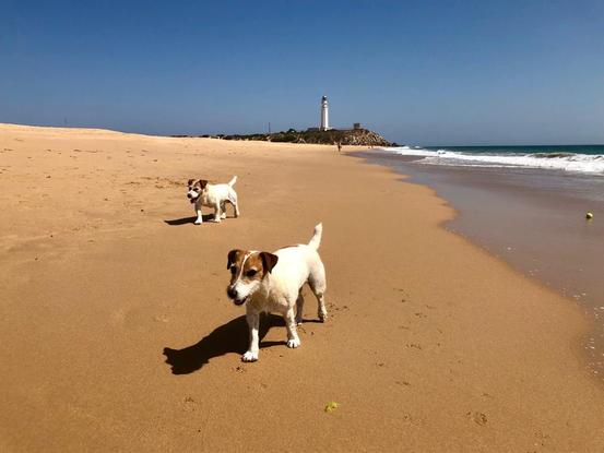 Les gusta Cádiz 