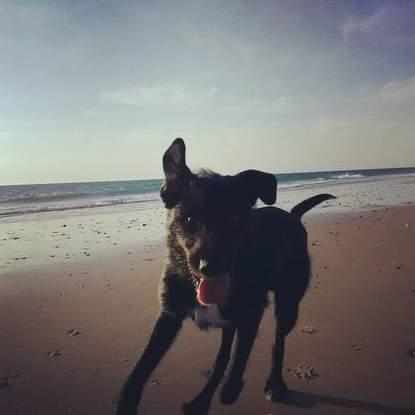 Zeus disfrutando de la playa Canina 🐕
