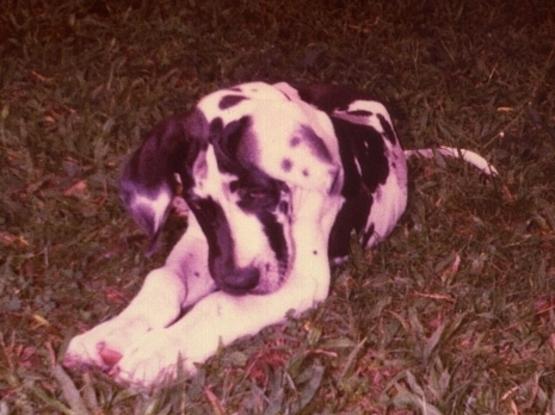 Hunter (Mi Gran Danes Arlequin)