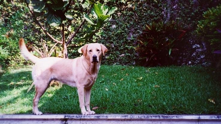 Lupita (mi labradora)