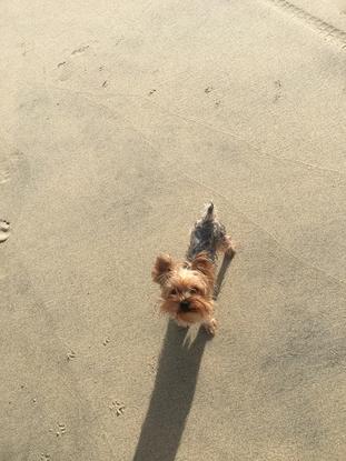 Luke en la playa 