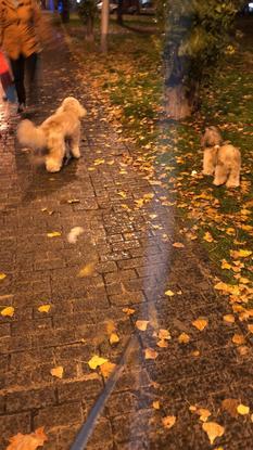 Paseando en una noche lluviosa con Ash y Trus❤️