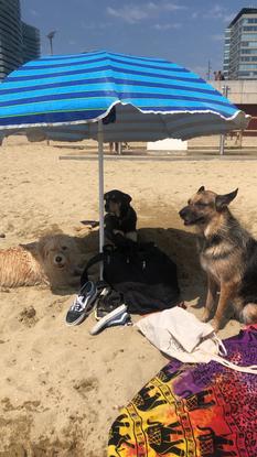 Día playero