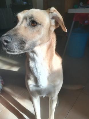 Luna, mestiza galga, podenco y labradora