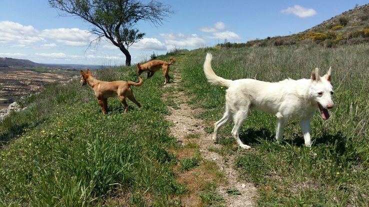 En Trijeuque Guadalajara, mi casa dando un paseo con perritos.