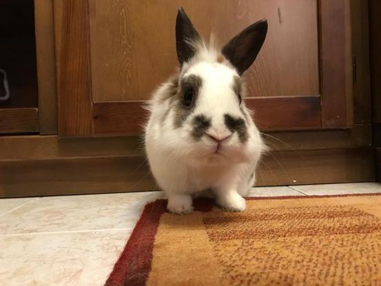 Pocholo😍