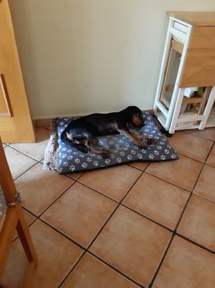 Mi perrito, Black descansando en su cama después de un día de playa