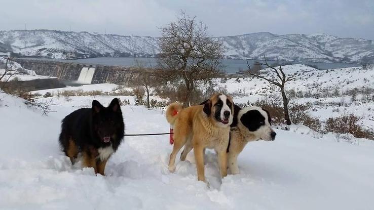 Los mastines son mis perros y el pastor alemán de mi primo