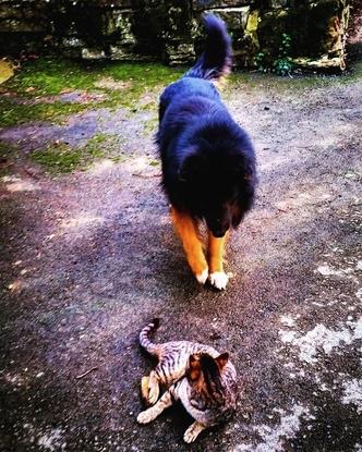 Mi gato y el perro de mi primo