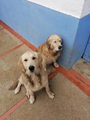 Golden al que suelo cuidar 3 meses