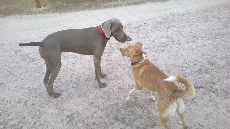 Mika y Rana,quien se llevará el palo??