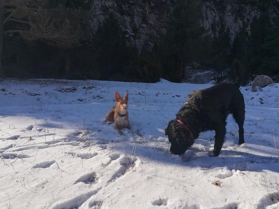 El Mai, és un gos que cuidem sovint quan els seus amos son de vacances. Aqui en una de les excursions que fem amb ells a la neu