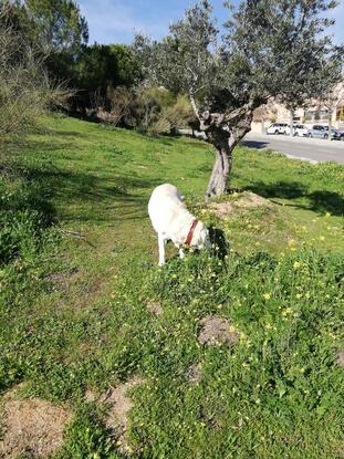 Janice disfrutando de los espacios verdes al lado de la casa