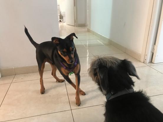 Leo y Gofio conociendose