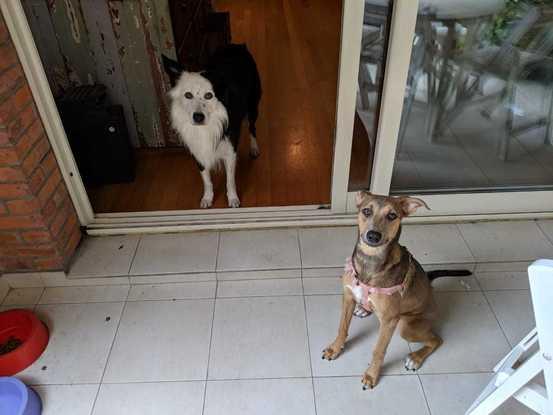 El es Benicio, un Border Collie súper amigo de Moka. Lo cuidamos y salimos de paseo muchas veces!