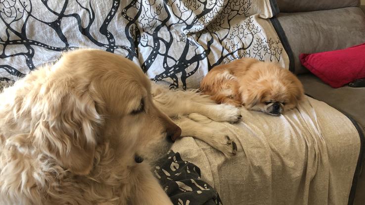 Mi perro con una perrita de 13 años que estuve cuidando