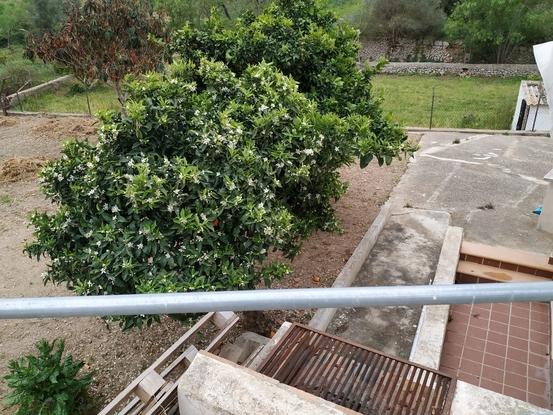 Nuestro jardín. Tienen a su disposición miles de naranjas que usan como pelotitas jajaj además mucho terreno para correr. Todo lo que se ve en la foto son dos de las parcelas de terreno y falta la tercera. 