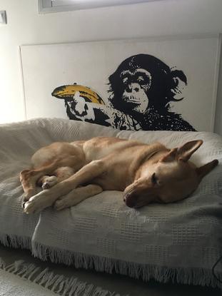 Mia y su cama que no le importa compartir!