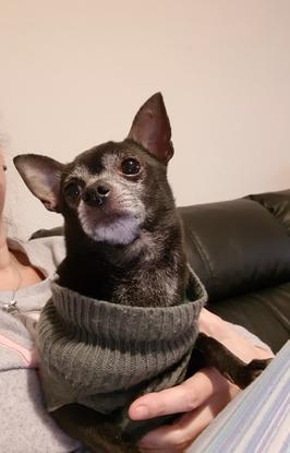 Señor Igor
