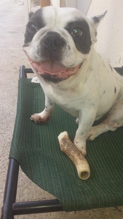 Esta es Giulietta.. hace un par fe anos que pasa sus vacaciones en casa. Es un personaje sociable y alegre. 