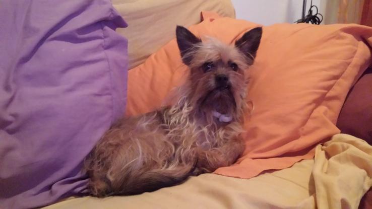 Hola soy Pillo... ma han adoptado hace poco y rs mi primera vez en una casita de vacaciones. Me lo pasé pipa... ahora tengo más amigos!!!