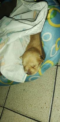 Bruno