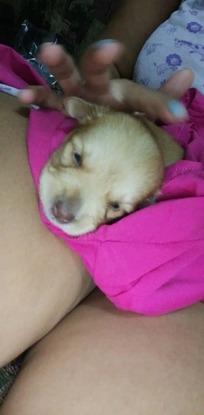Bruno bebe