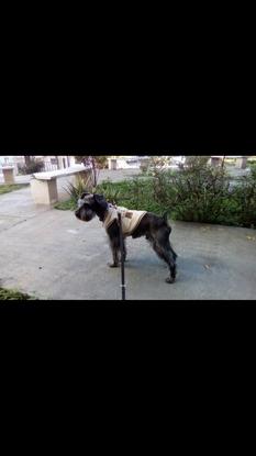 Nicko de paseo