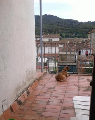 Drap, buena y cariñosa, en la terraza de mi casa
