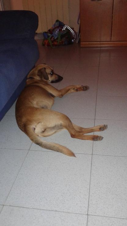 Drap reponiendo fuerzas en el comedor