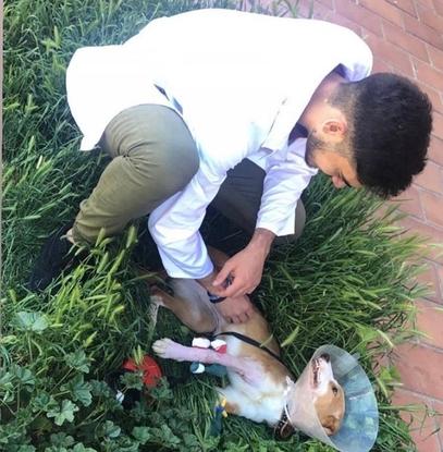 Dando cariño a una perrita en el hospital veterinario