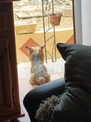 Max mirando a los pajaritos del patio