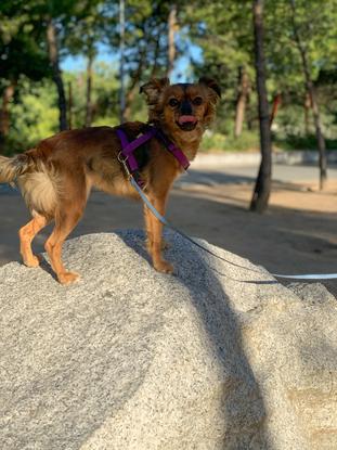 Luna de paseo en Casa de Campo