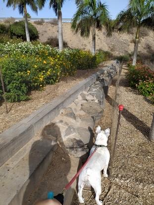 Con Koko de paseo mañanero,observando a los lagartos. 