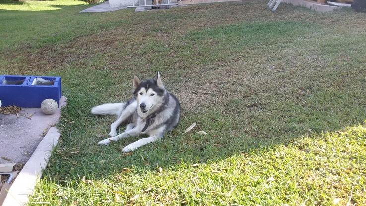 Izas. Husky siberiano super buena!!!!.