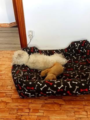 Otro amigo durmiendo siesta antes de salir a pasear