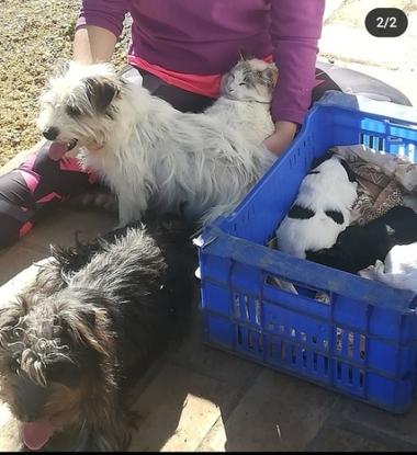 Abby y Otto con sus cachorros