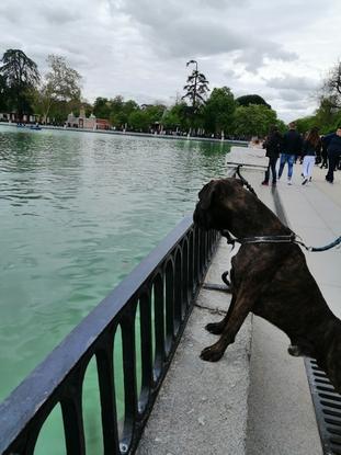 Thor en el Retiro 