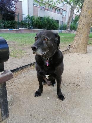 Rocky en el parque ❤️