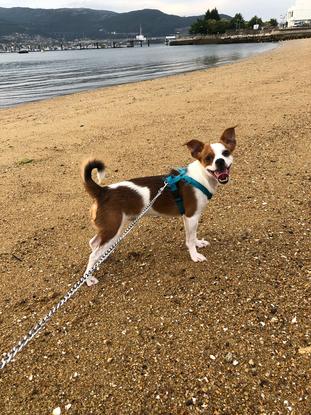 Barry en la playa que tenemos debajo de casa.