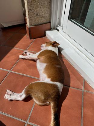 Barry echándose una siesta en el balcón.