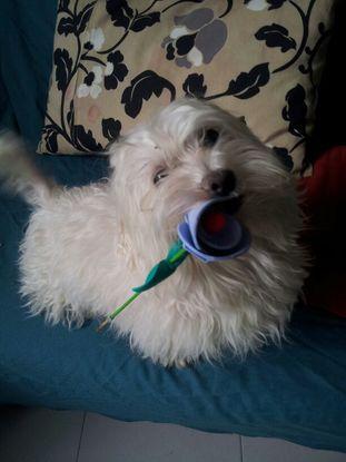 Mi pequeño hijo lukas y sus regalos 