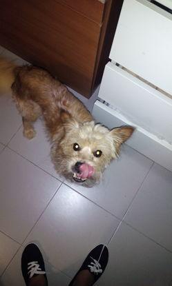 El pequeñin Chavito