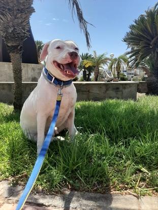  ¡Say whisky! 📷 Lila sonríe a cámara tras un largo paseito🐾🐾