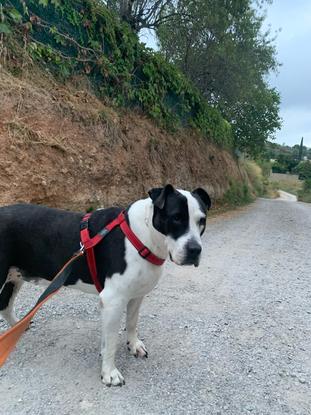 Cuidando a Zeus 
