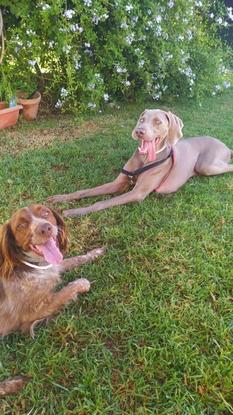Bruno de Gudog con mi perra