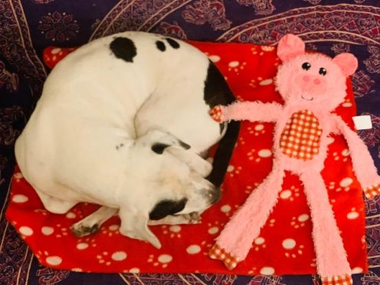 Scooby con su amiguito